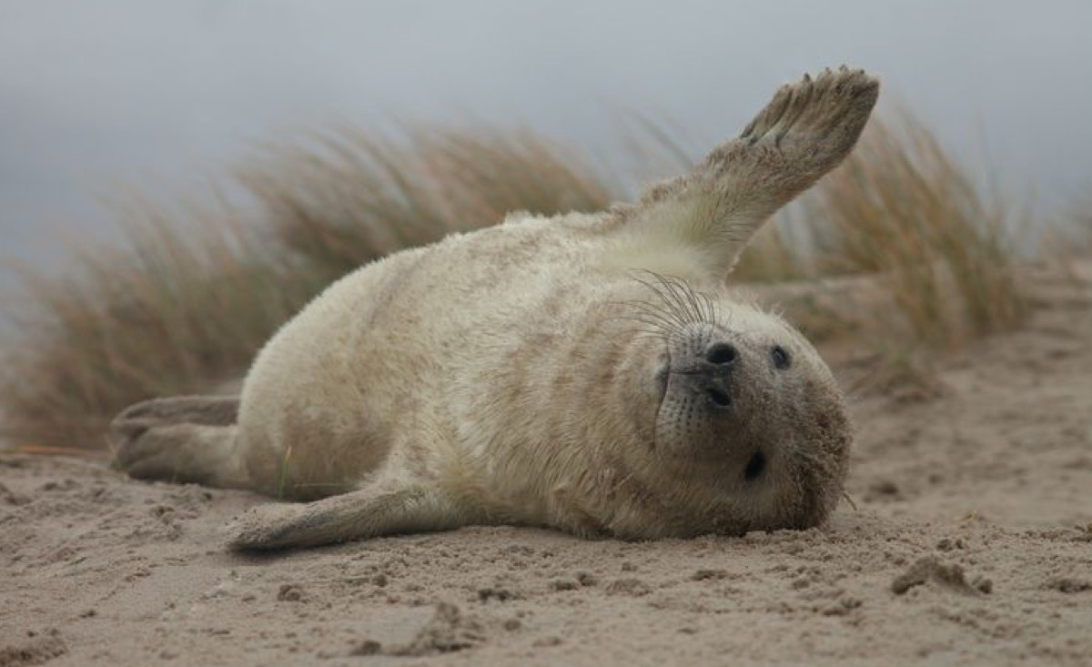 zeehond